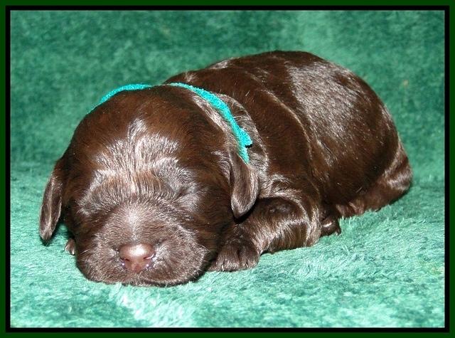 Dargus pups 1 wk old 26