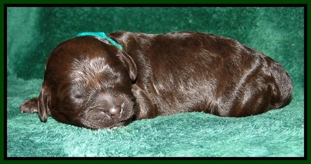 Dargus pups 1 wk old 27