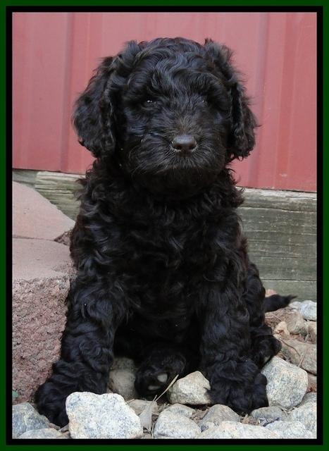 Dargus pups 6 wks old 8