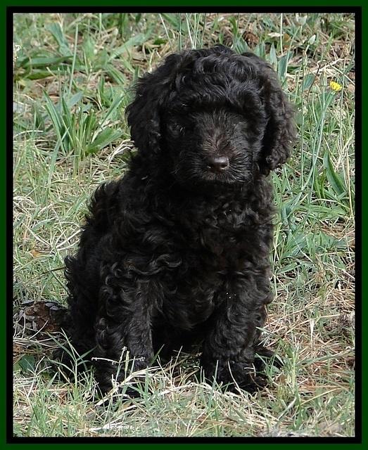 Dargus pups 7.5 wks old 7