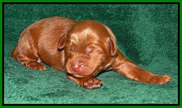 Dargus pups 1 wk old 12