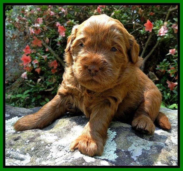 Dargus pups 3 wks old 11