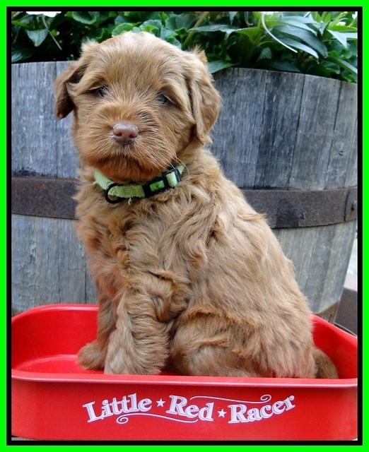 Dargus pups 5 wks old 4