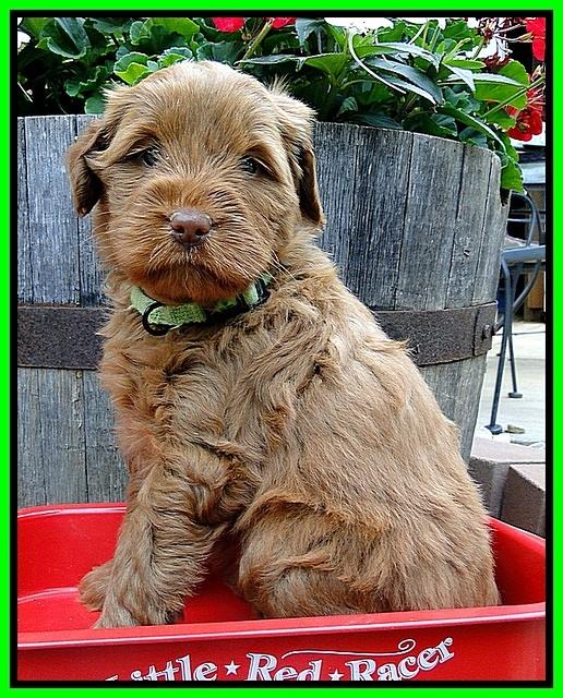 Dargus pups 5 wks old 6