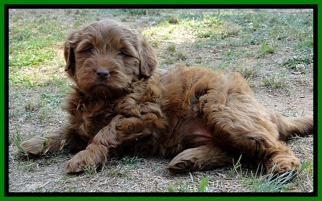 Dargus pups 6 wks old 11