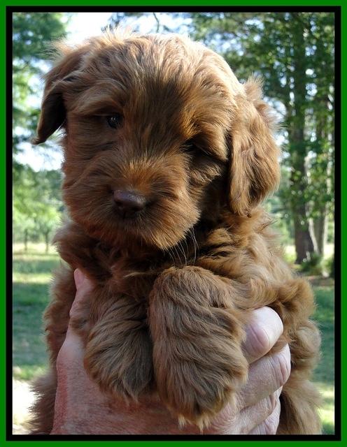 Dargus pups 6 wks old 9