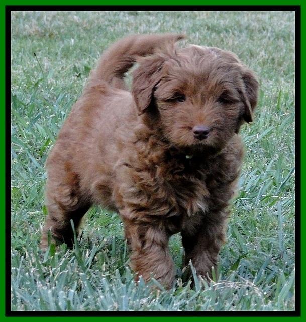 Dargus pups 6.5 wks old 4