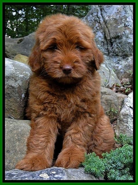 Dargus pups 8 wks old 3