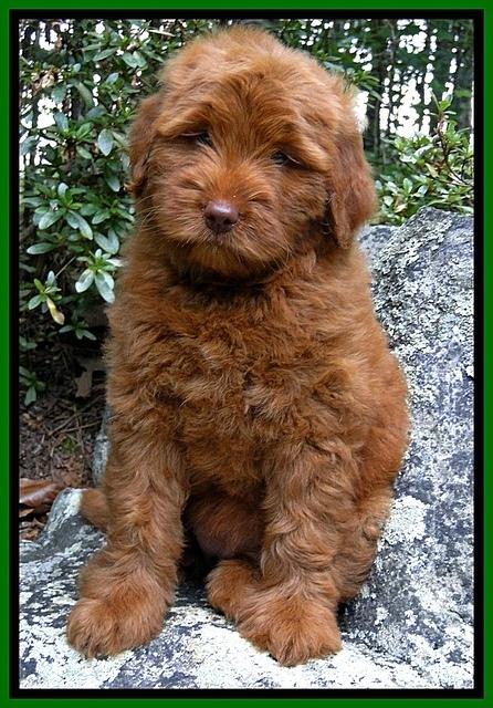 Dargus pups 8 wks old 4