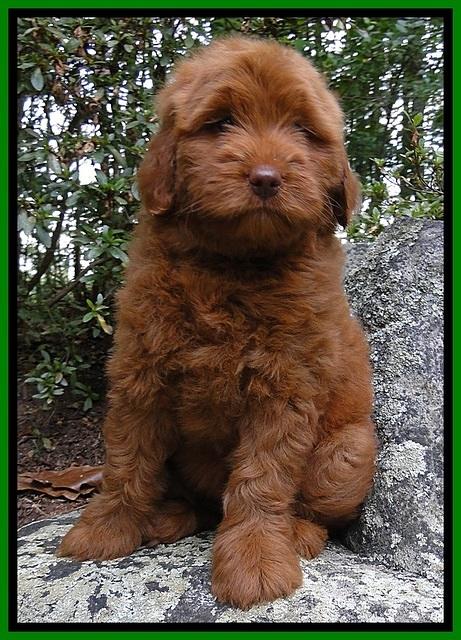 Dargus pups 8 wks old 6