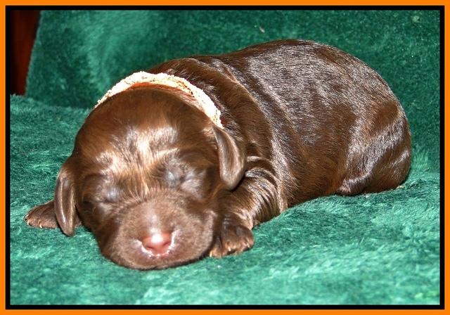 Dargus pups 1 wk old 20