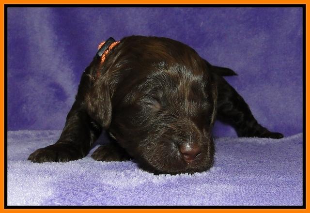Dargus pups 2 wks old 25