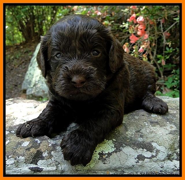 Dargus pups 3 wks old 27