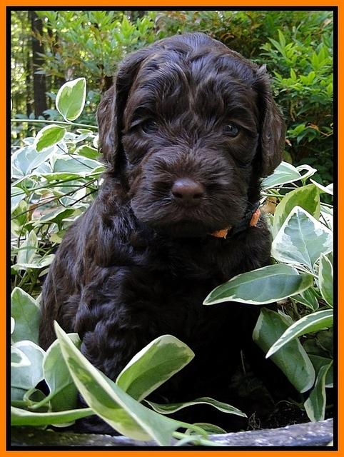 Dargus pups 4 wks old 24