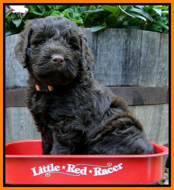 Dargus pups 5 wks old 21