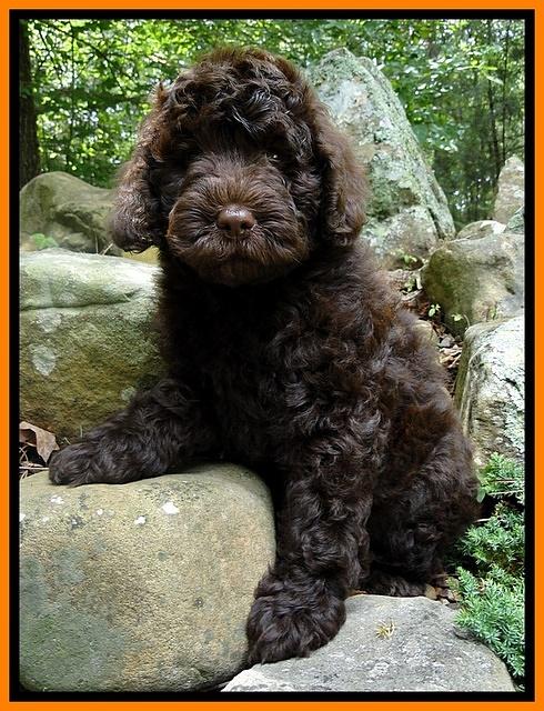 Dargus pups 8 wks old 22