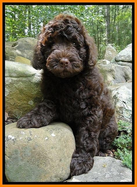 Dargus pups 8 wks old 27