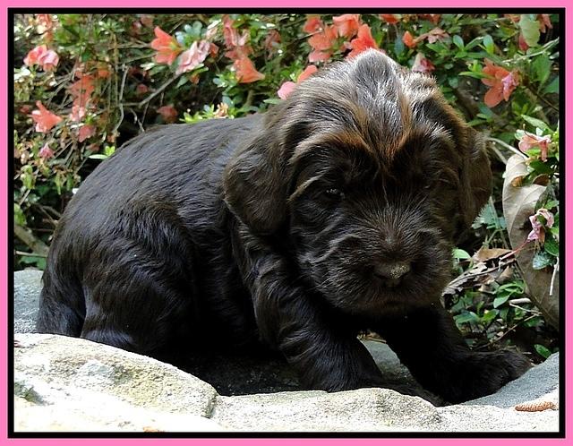 Dargus pups 3 wks old 6