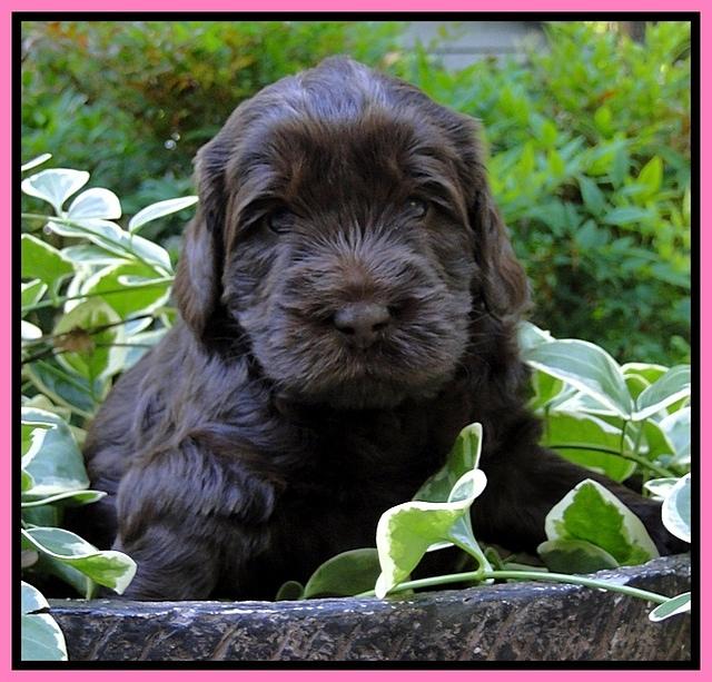 Dargus pups 4 wks old 4