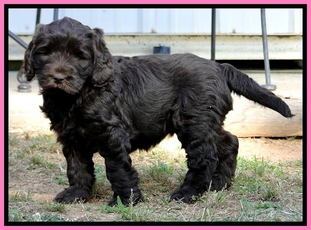 Dargus pups 6 wks 22