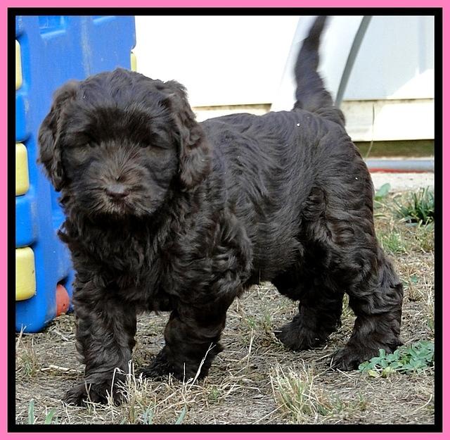 Dargus pups 6.5 wks old 20