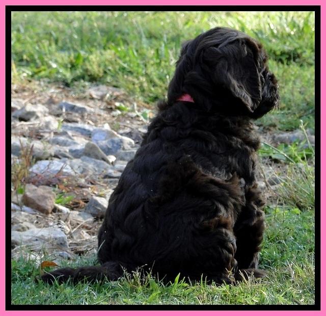 Dargus pups 6.5 wks old 21