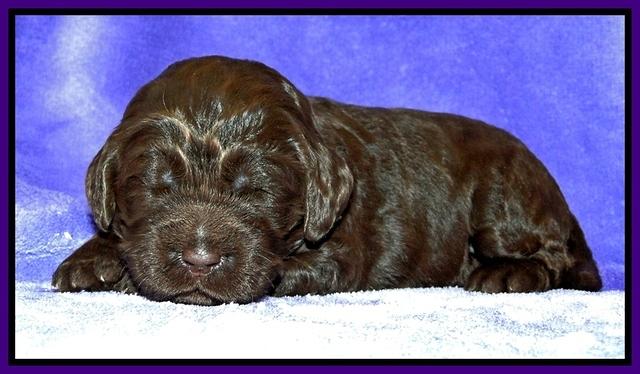 Dargus pups 2 wks old 9