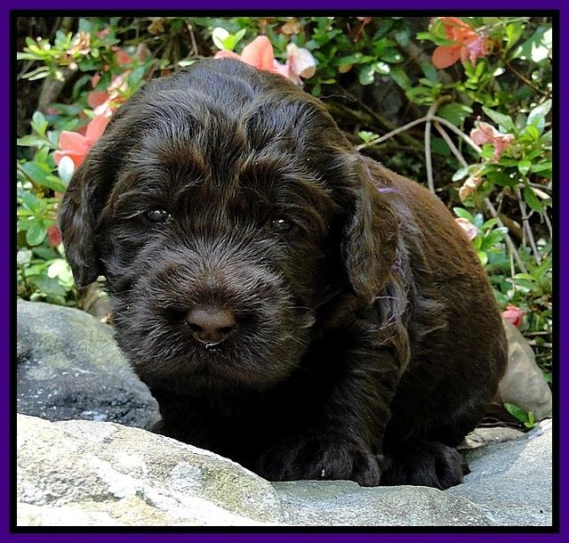 Dargus pups 3 wks old 9