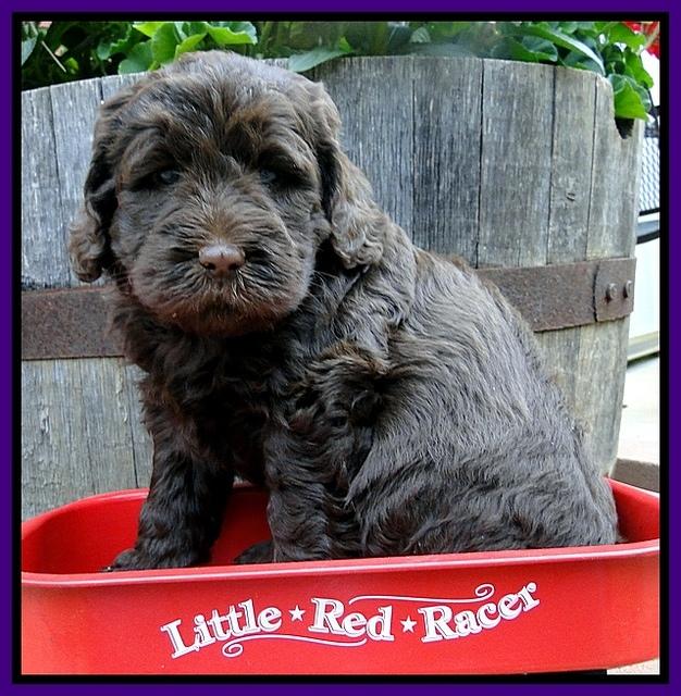 Dargus pups 5 wks old 26