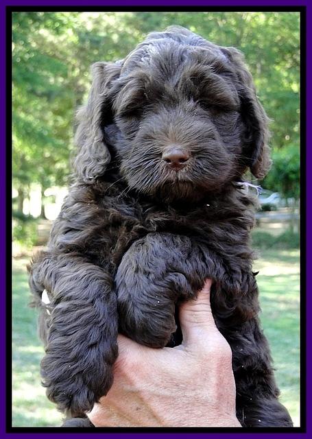 Dargus pups 6 wks old 35