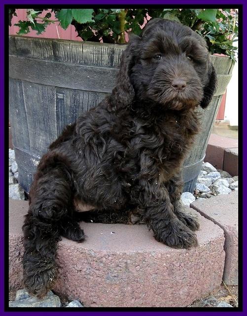 Dargus pups 6.5 wks old 33