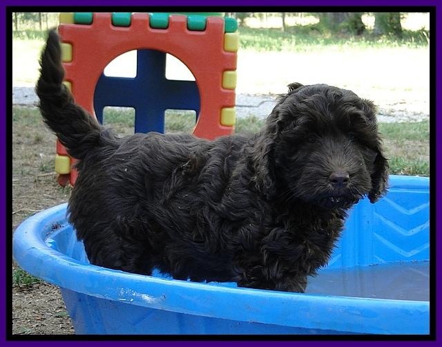 Dargus pups 7 wks old 14