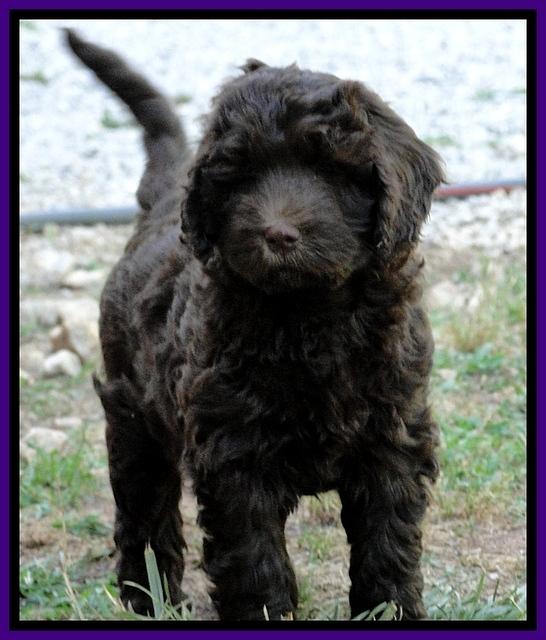 Dargus pups 7 wks old 17