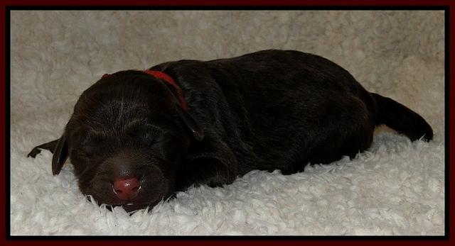 Dargus pups 1 day old 13