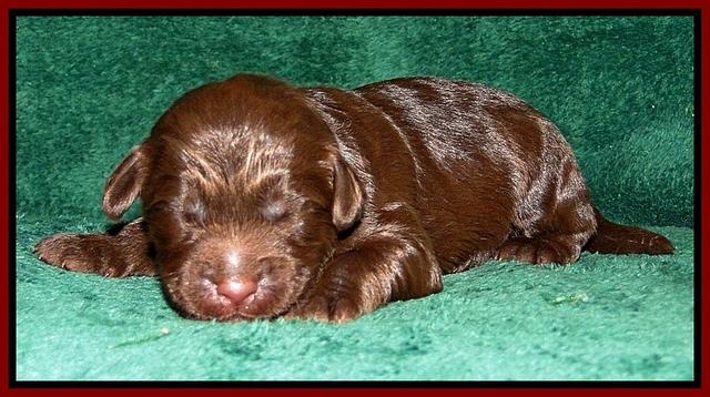 Dargus pups 1 wk old 14