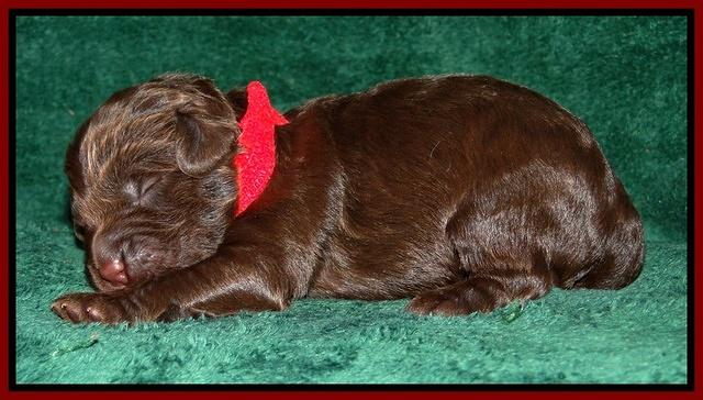 Dargus pups 1 wk old 15