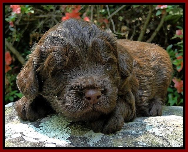 Dargus pups 3 wks old 13