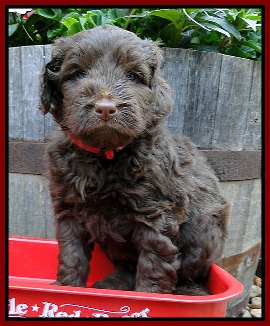 Dargus pups 5 wks old 1