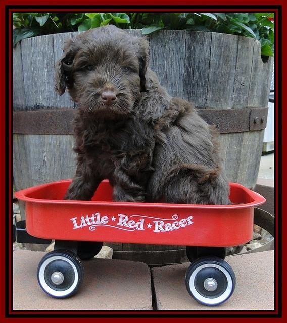 Dargus pups 5 wks old 2