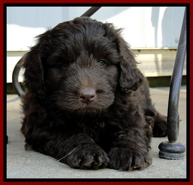 Dargus pups 6 wks old 17