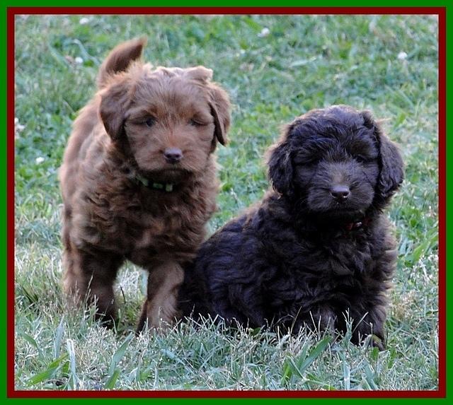 Dargus pups 6.5 wks old 12