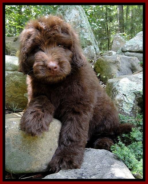 Dargus pups 8 wks old 24