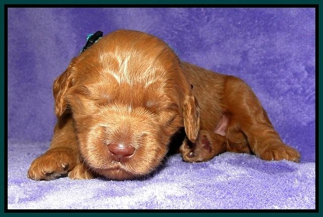 Dargus pups 2 wks old 30