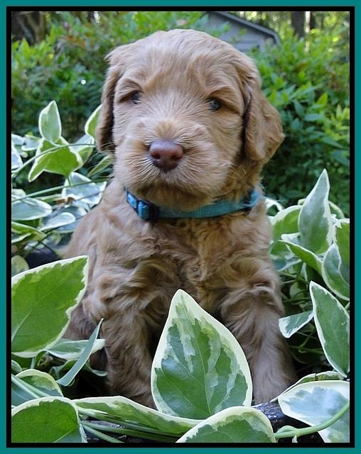 Dargus pups 4 wks old 25