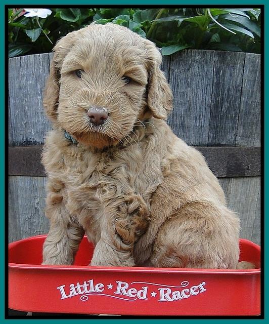 Dargus pups 5 wks old 10