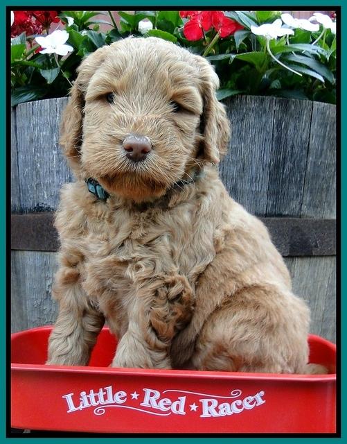 Dargus pups 5 wks old 11