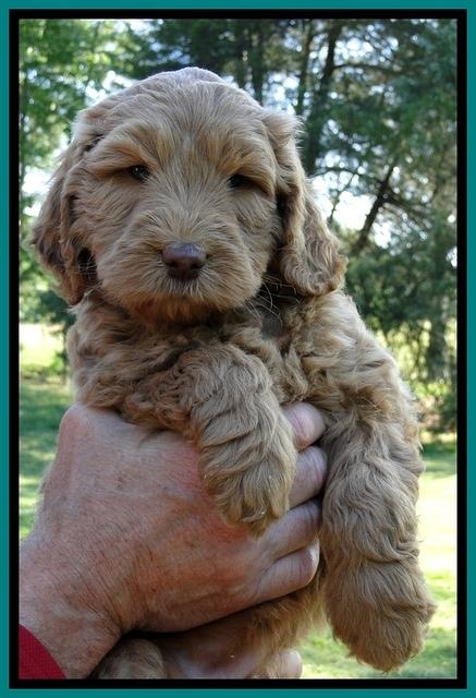 Dargus pups 6 wks old 2