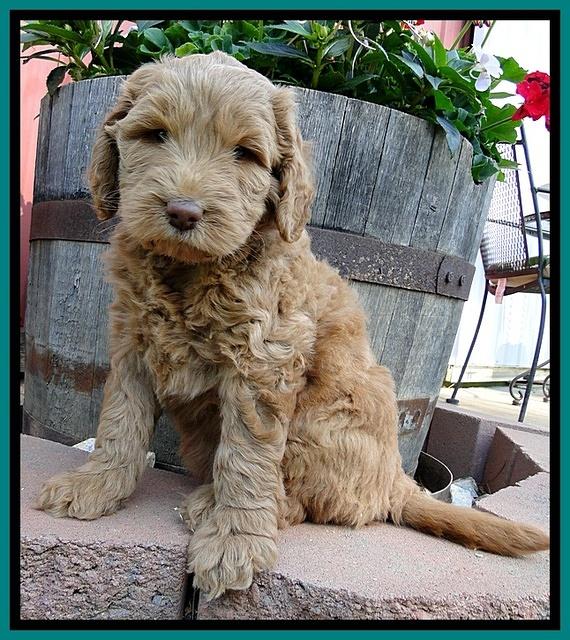 Dargus pups 6 wks old 3