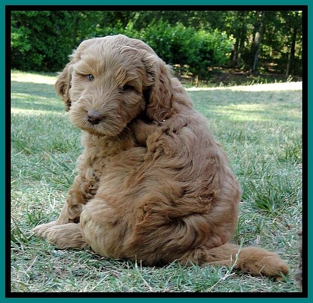 Dargus pups 6 wks old 4