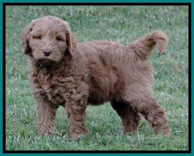 Dargus pups 6.5 wks old 9